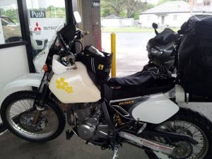 A little wet Daisy in Walcha servo