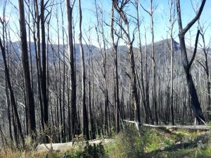 Mt Hotham 2