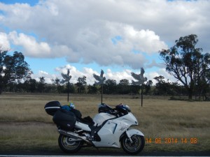 Gallahs on poles near Gulargambone