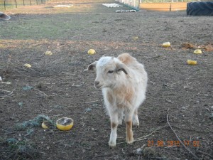 baby goaty.....very cute!