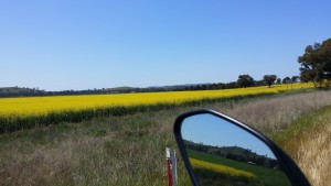 Canola Fields