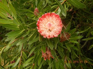 DSCN1870a